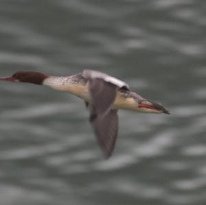 Common Merganser