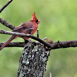 Northern Cardinal