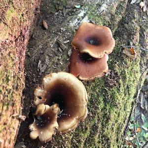 Black-footed Polypore