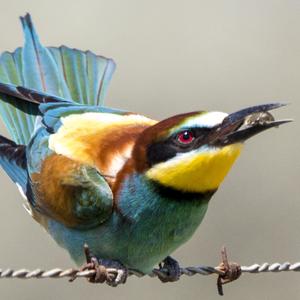 European Bee-eater