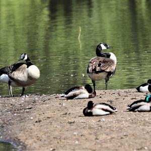 Canada Goose