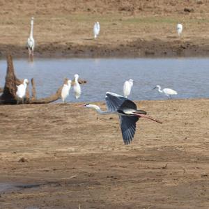 Grey Heron