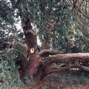 Yew (European)