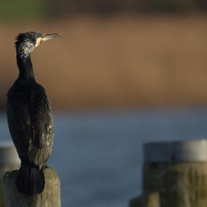 Great Cormorant