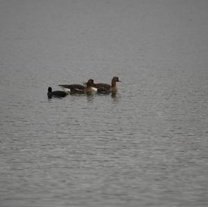 Greater White-fronted Goose