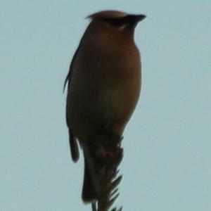 Bohemian Waxwing