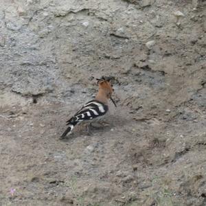 Eurasian Hoopoe