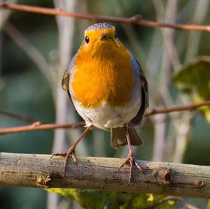 European Robin