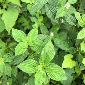 Unknown Species