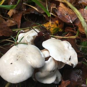 Sweetbread Mushroom