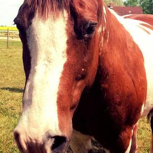 American Paint Horse