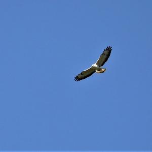 Common Buzzard