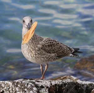 Yellow-legged Gull