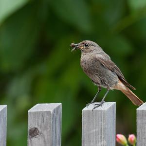 Black Redstart