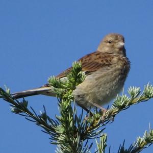 House Sparrow