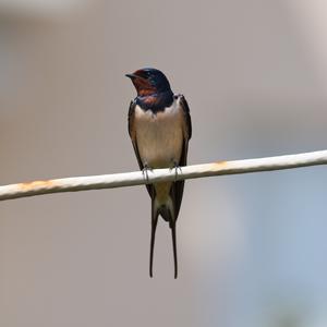 Barn Swallow