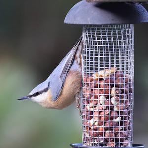 Wood Nuthatch