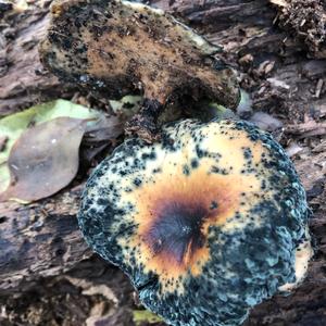 Black-footed Polypore