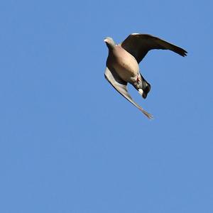 Common Wood-pigeon