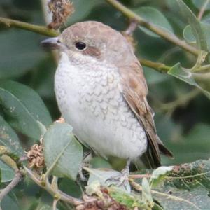 Red-backed Shrike