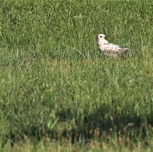 Common Buzzard