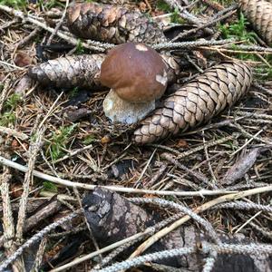 King Bolete