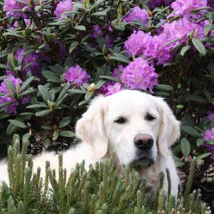 Retriever (Golden)