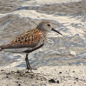 Dunlin