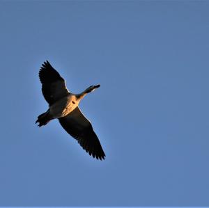 Nilgans