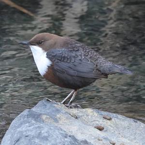 White-throated Dipper