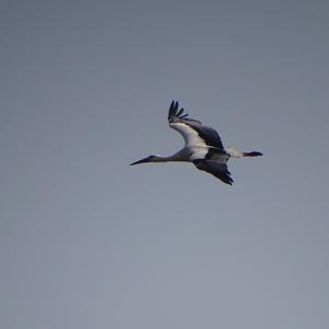 White Stork