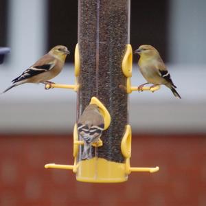 American Goldfinch