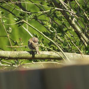 Eurasian Tree Sparrow