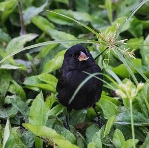 Medium Ground-finch