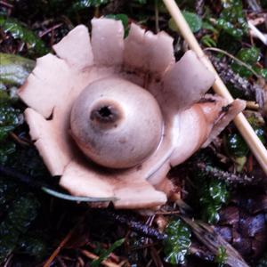 Collared Earthstar