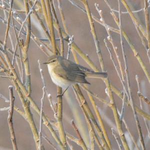 Common Chiffchaff