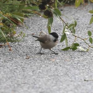 Willow Tit