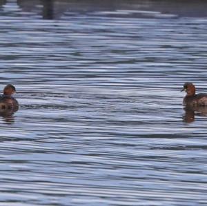 Little Grebe