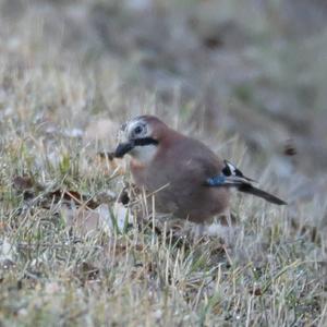 Eurasian Jay