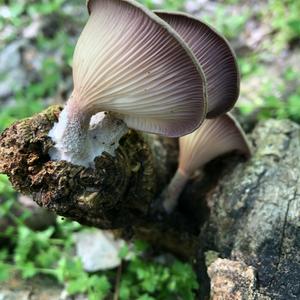 Oyster Mushroom