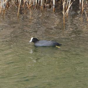 Common Coot