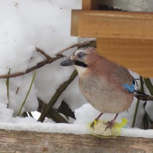 Eurasian Jay