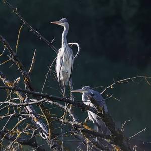 Grey Heron