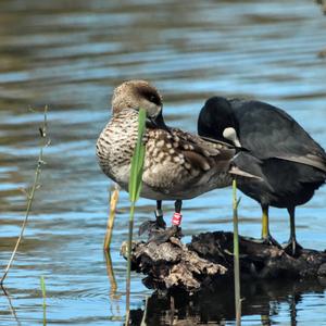 Marbled Teal