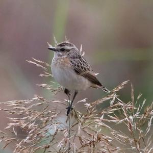 Whinchat