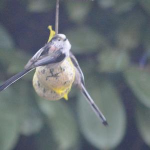 Long-tailed Tit