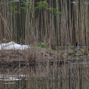 Great Crested Grebe