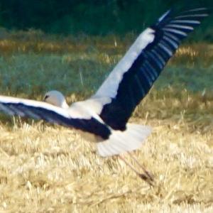 White Stork