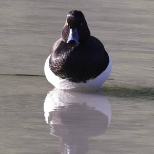 Tufted Duck