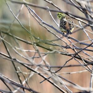 Yellowhammer